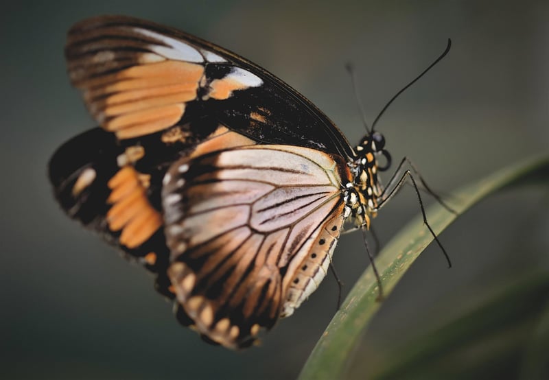 Butterfly Effect Image